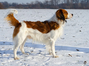 Nově uchovněný pes