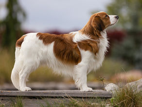 Nově uchovněný pes