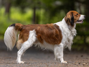 Nově uchovněný pes