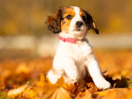 Odkaz na záznam 2. Virtuálního setkání Kooikerhondje