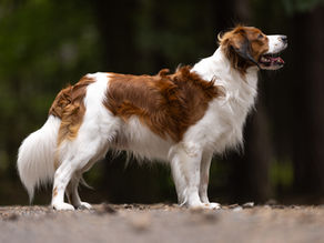 Nově uchovněný pes