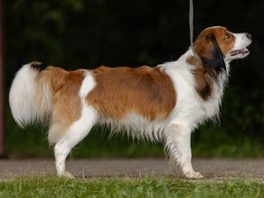 Nově uchovněný pes