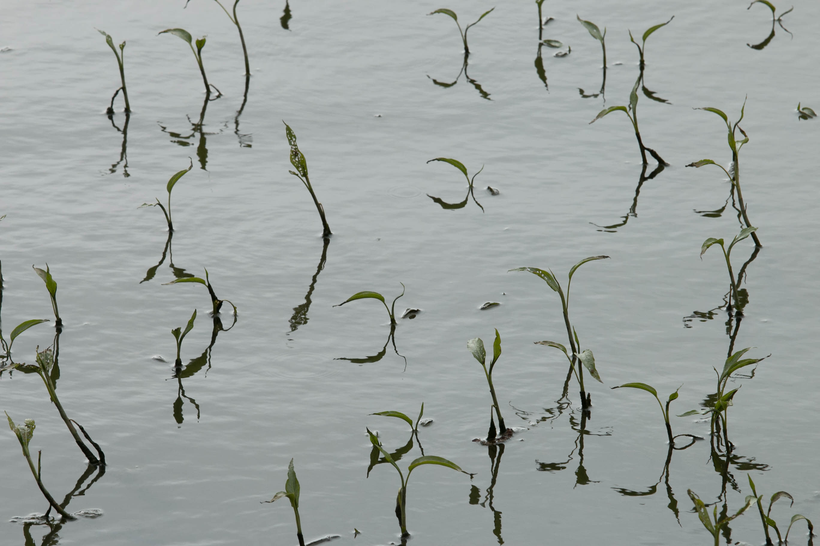 Plants in the Water