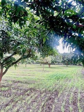 Farm with mango trees in at Fulgulab Lawns & Homestays