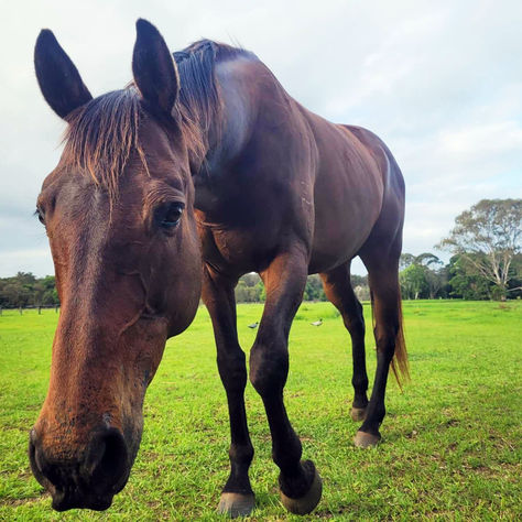 Rewilding a Diminished Champion