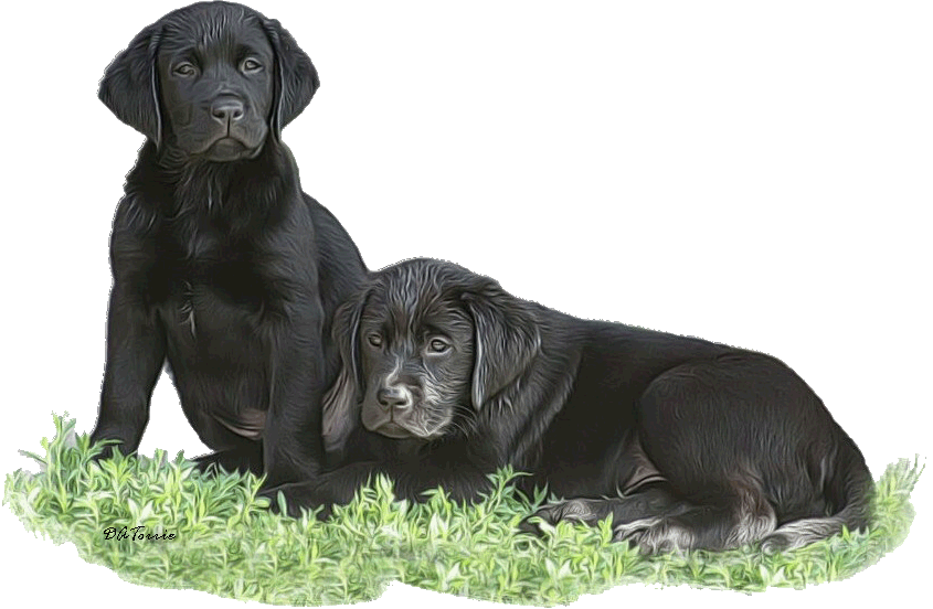 2BlkPups gif.gif
