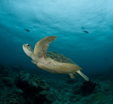 Green Turtle (Chelonia mydas) Photo Jürgen Freund Via WWF (1)-min.jpg
