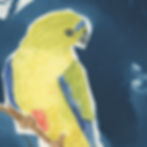 Thumbnail: Orange-Bellied Parrot on Cyanotype Background