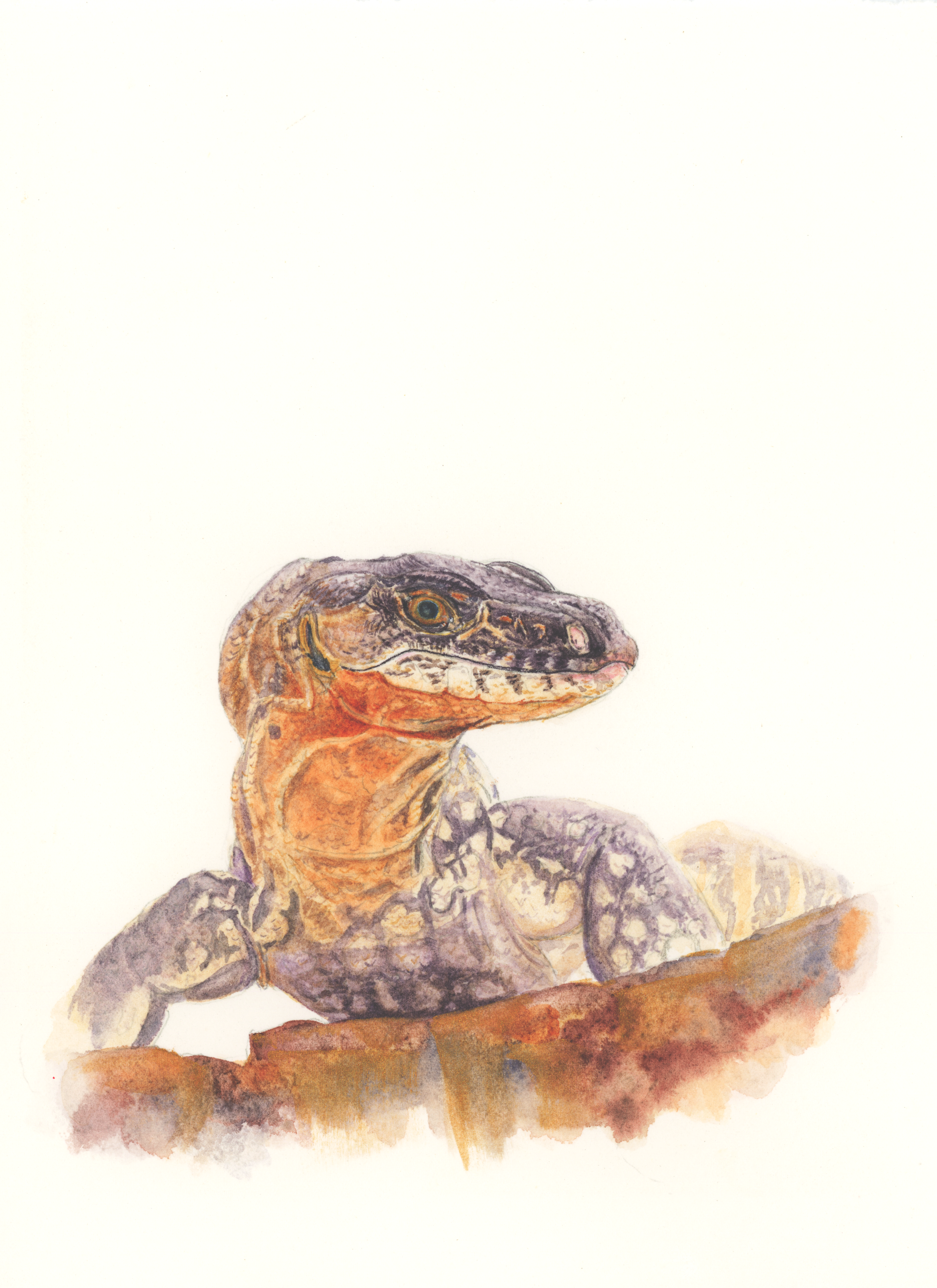 I've got my eye on you! - Heath Goanna