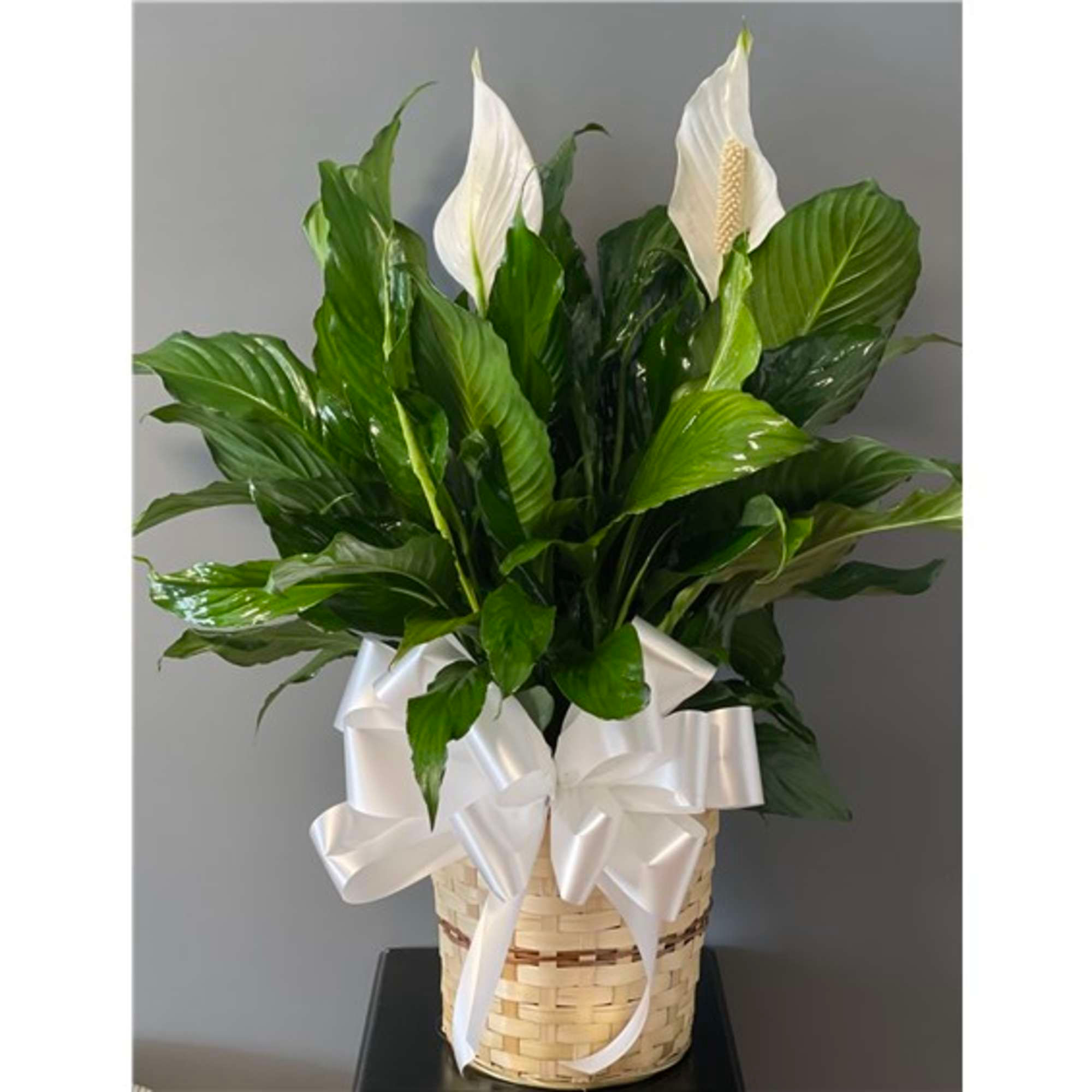 Medium Peace Lily Plant with bow 