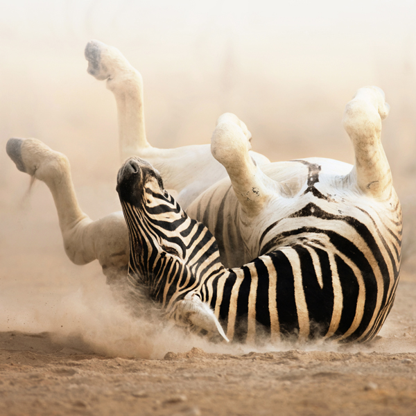 Rolfing® und Trauma