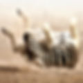 SG Resorts Travel & Vacation Club | Destination Africa