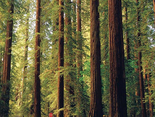 Standing for Trees!