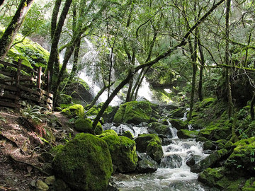 Mt Tam cascades.jpeg