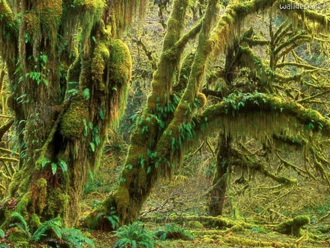 mossy cedars.jpeg
