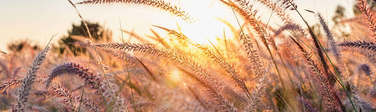 fleur-herbe-au-coucher-du-soleil-1-scaled.jpg