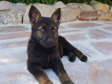 Comment préserver les chiens contre l’infection de la giardiose ?