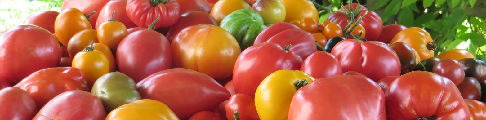 bandeau boutique tomate.webp