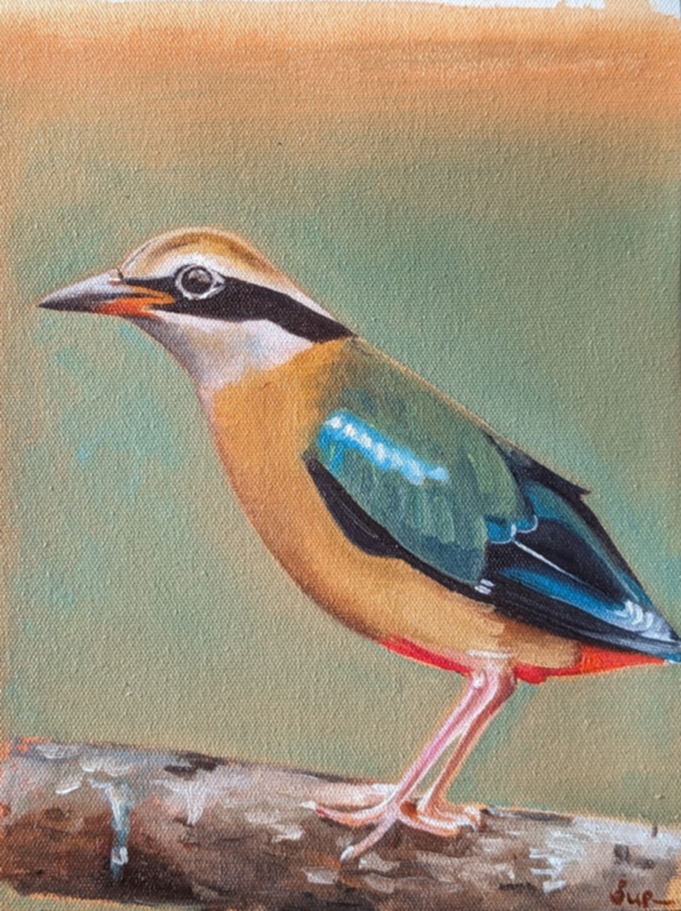 Indian Pitta