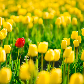 Power in Authenticity