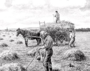 Harvest 2_edited.jpg