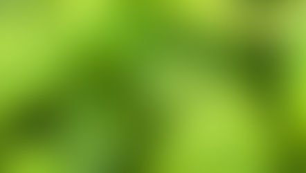 Melisse (Melissae officinalis)