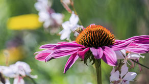 Roter Sonnenhut (Echinacea purpurea)