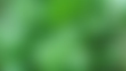 Basilikum (Ocimum basilicum)