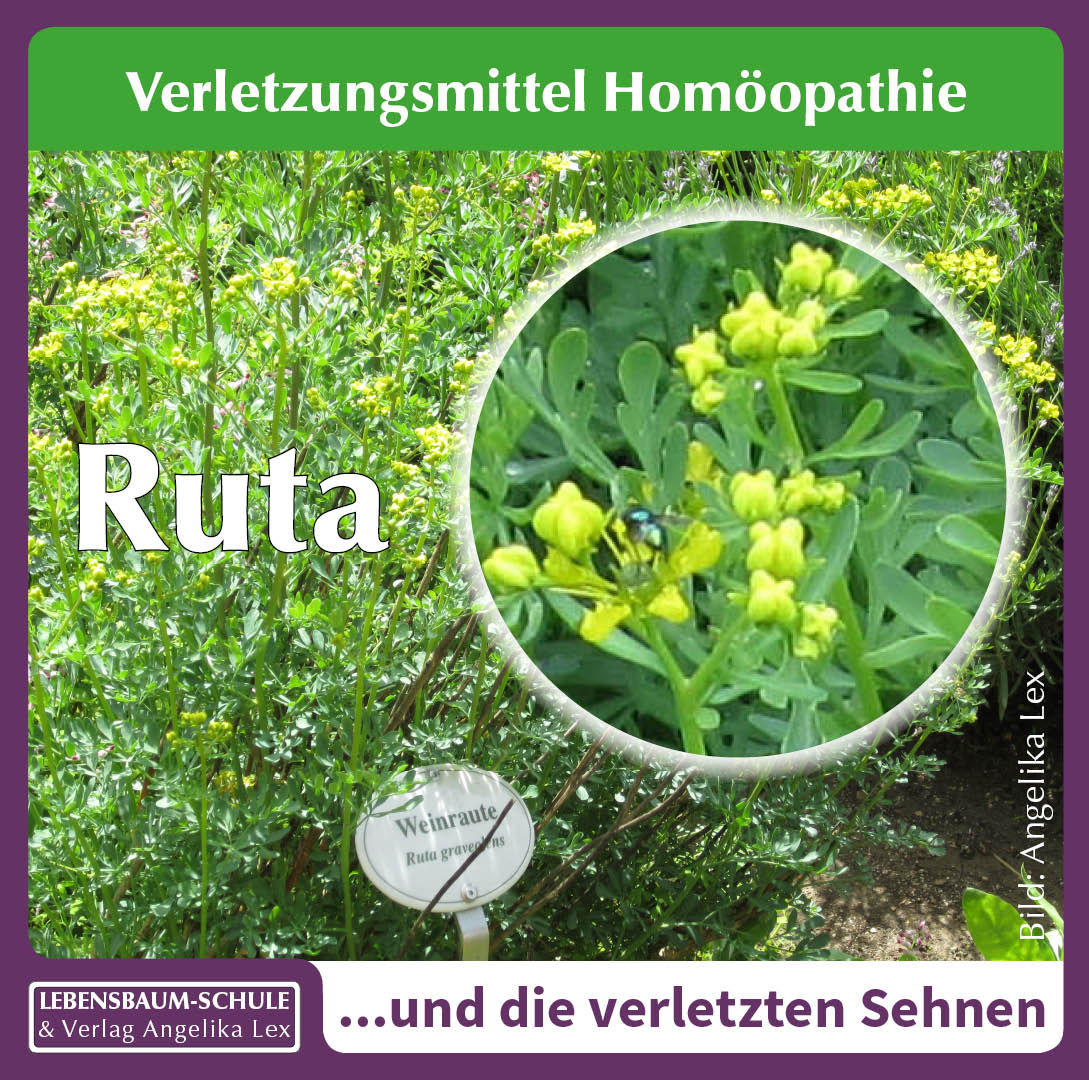 Ruta graveolens