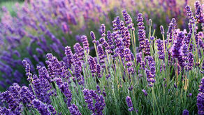 Lavendel (Lavandula angustifolia)
