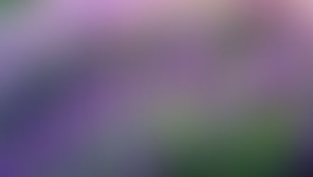 Lavendel (Lavandula angustifolia)