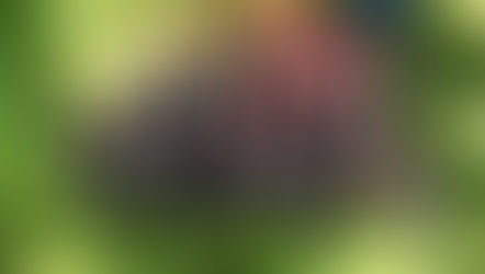 Schwarzer Holunder (Sambucus nigra)