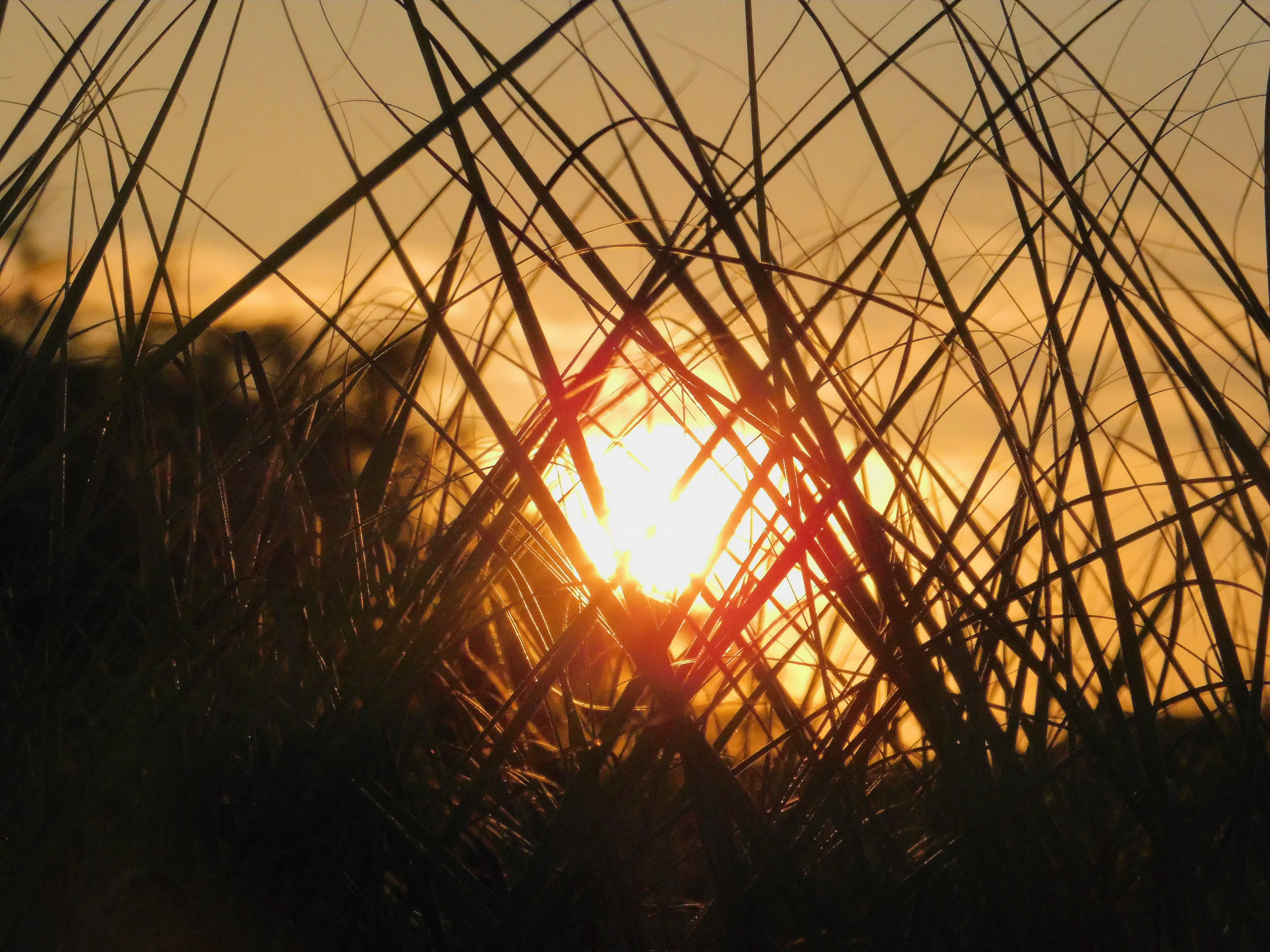 SunThroughGrass