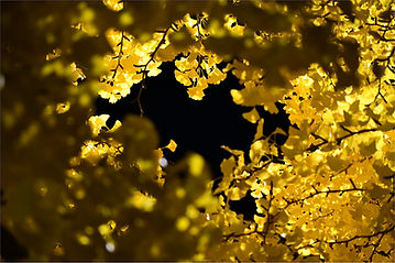 Gold leaves night time tree