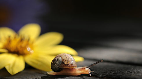 snail-2760137.jpg