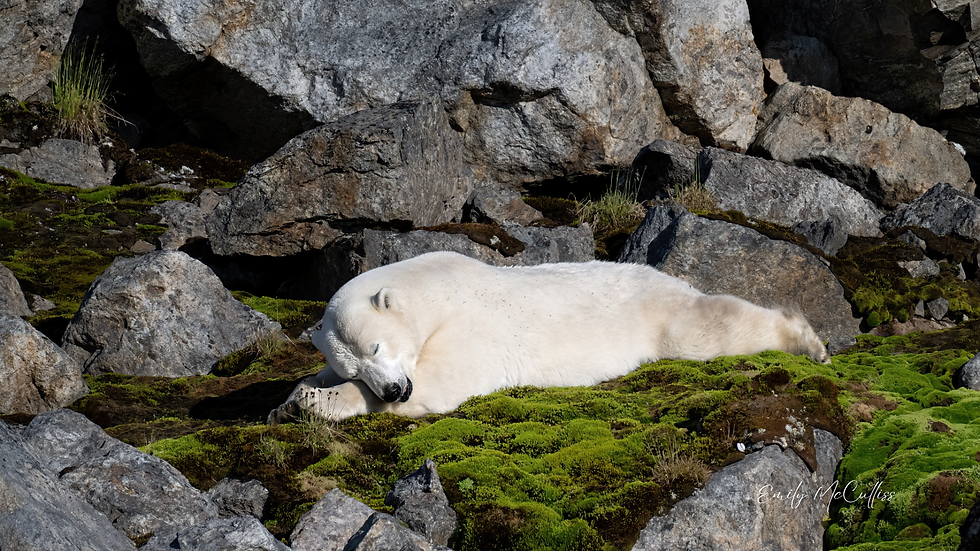 Sleeping Bear_Emily McCulliss_Watermark