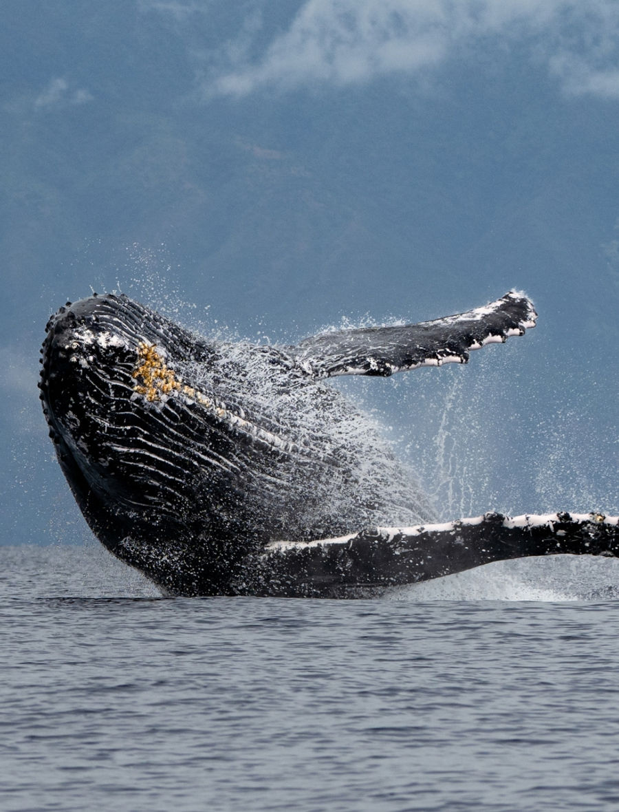 The Whale Project