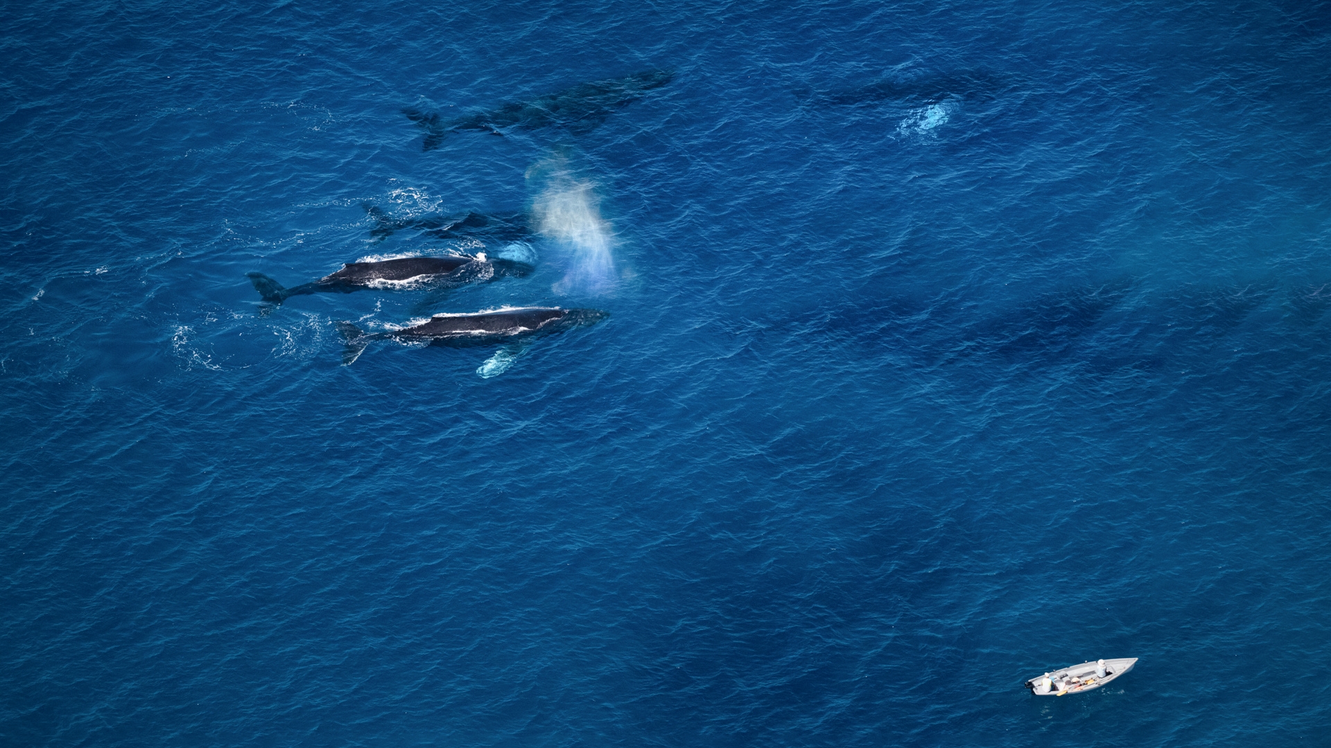 Celebrate the Aloha that Whale Season Brings