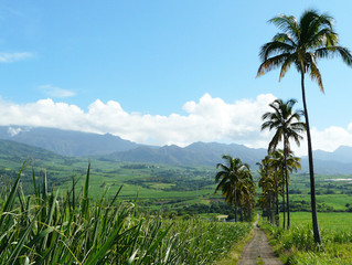Rencontre mystique à la Réunion