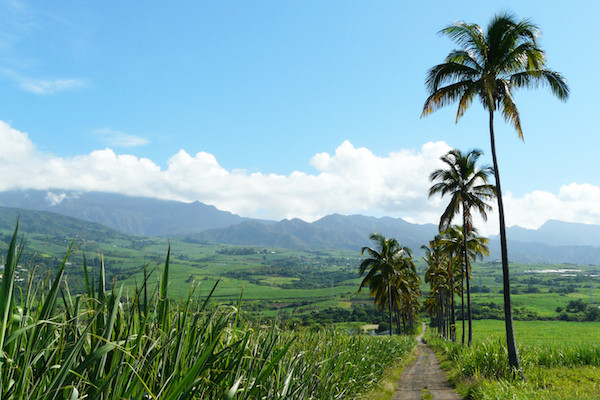 Rencontre mystique à la Réunion