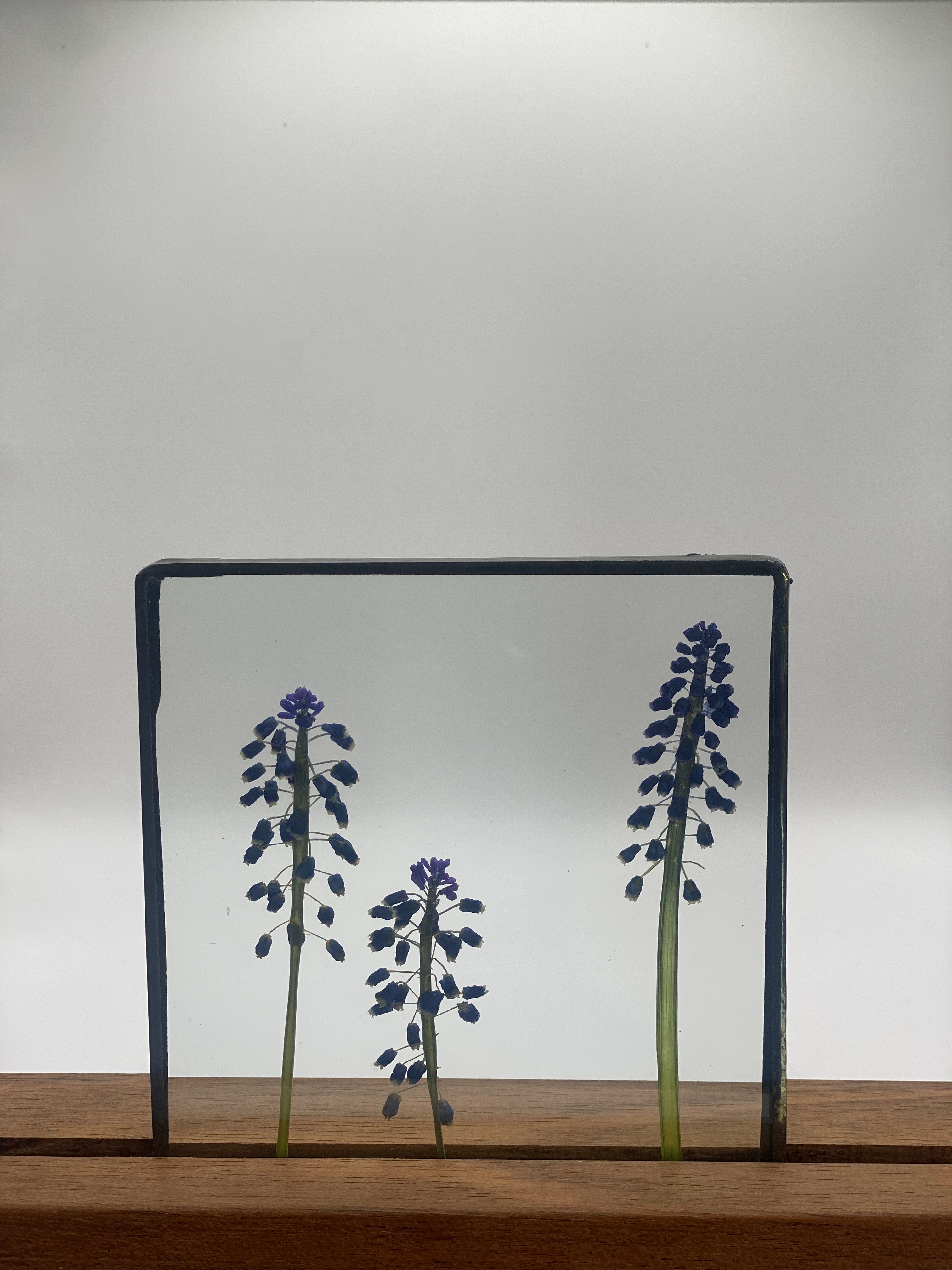 Blauwe druifjes 10x10