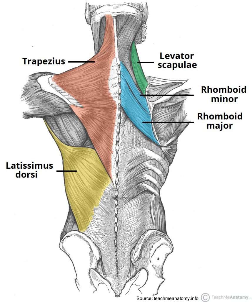 anatomical illustration of the back and muscles