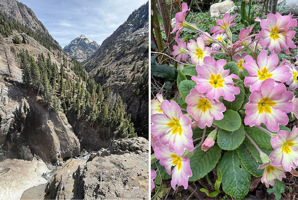Maneras de arraigarse ahora en primavera🌺