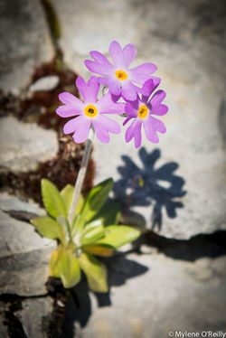 L'île nue (Archipel îles Mingan)