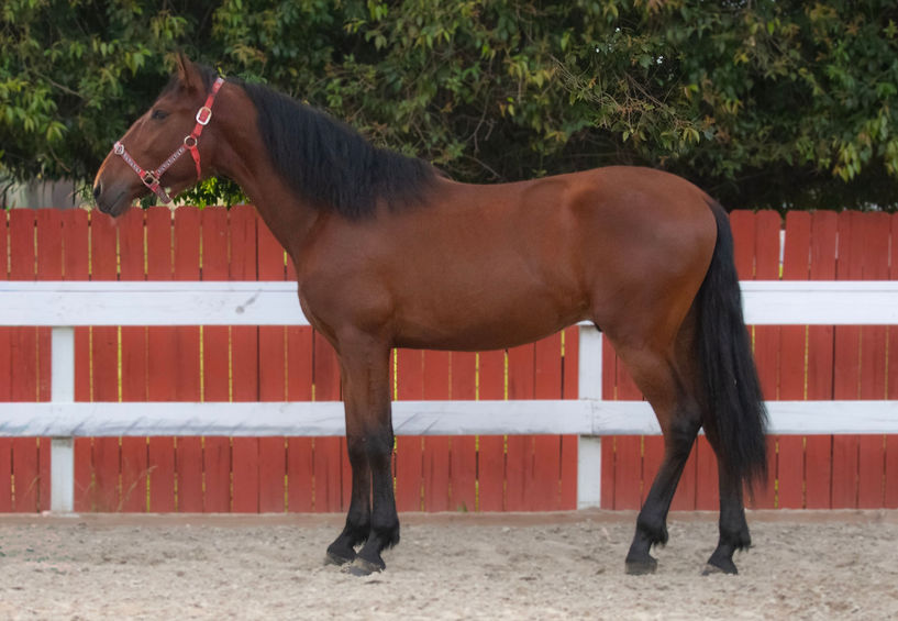 Montonero Jr., bay PRE Andalusian colt by Montonero RJ, standing in right-side profile at Hillside Farms