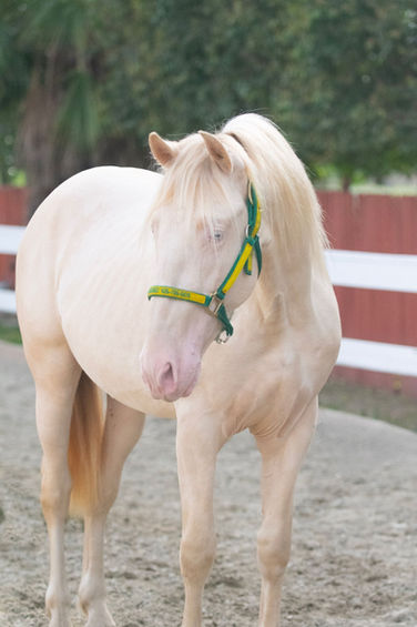 Portrait of Jabato RJ II, perlino PRE Andalusian stallion, showing his cream coat at Hillside Farms