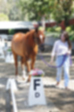 Equestrian business owner leading chestnut Arabian mare in dressage arena