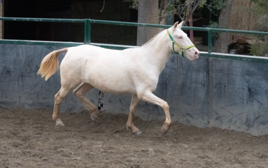 resumida JMP trotting in right-side profile at Hillside Farms