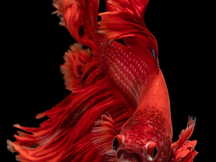 IMAGE (51).png