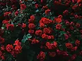 imgi_208_photo-1530906622963-8a60586a49c7.webp